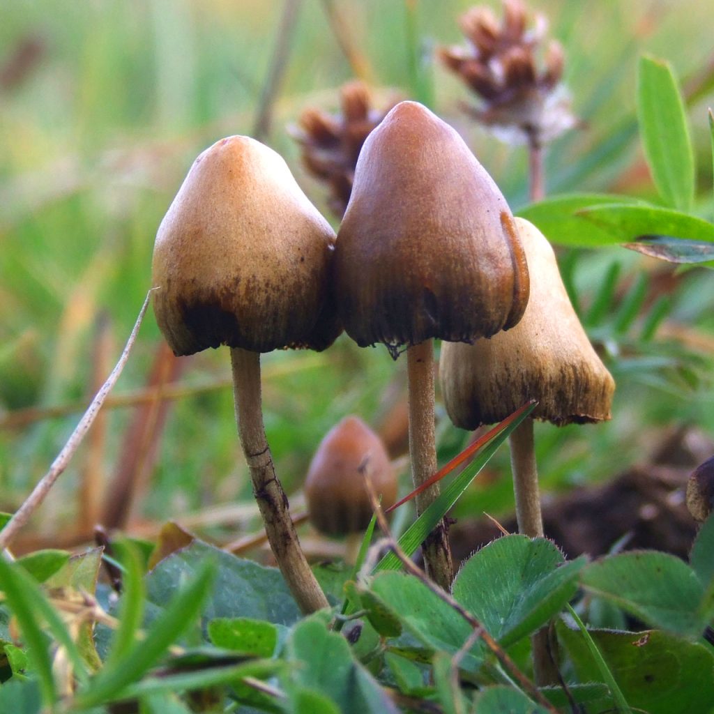 Where Can I Get Psilocybin Magic Mushrooms?