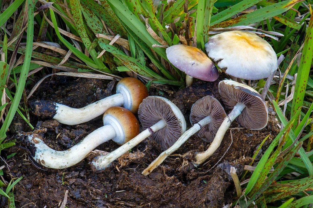 Psilocybin and Psilocin (Magic Mushrooms)