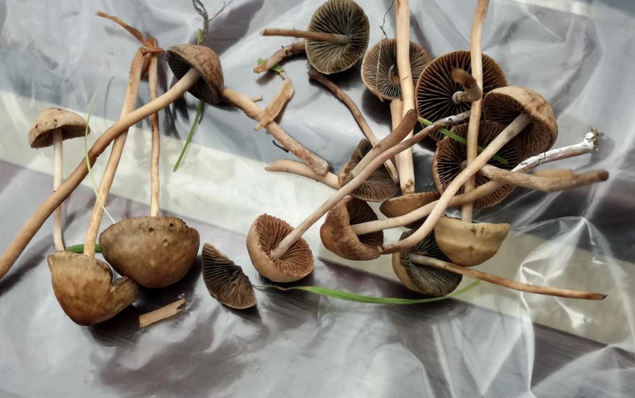 buy magic mushroom ireland