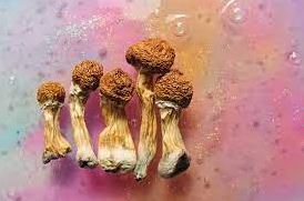 magic mashroom