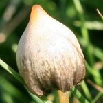 psilocybe semilanceata