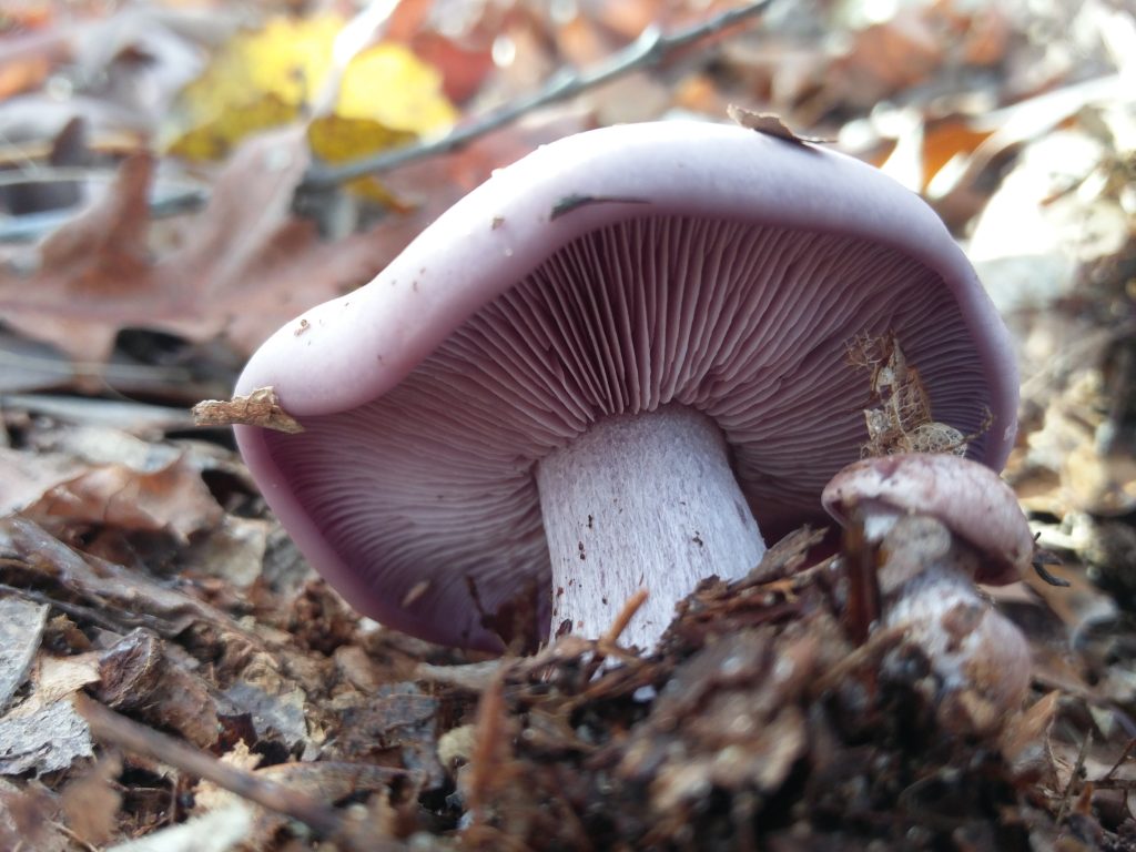 Wood Blewit Mushrooms uk