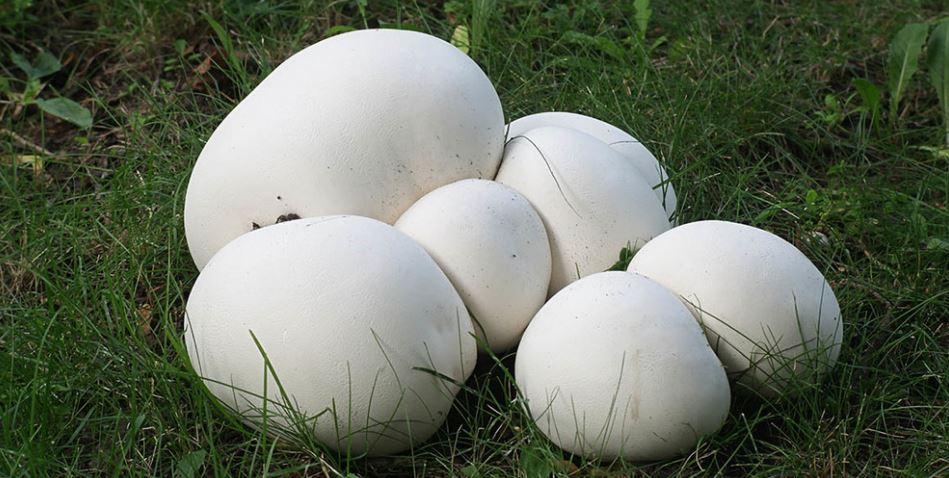 Giant Puffball Mushrooms uk