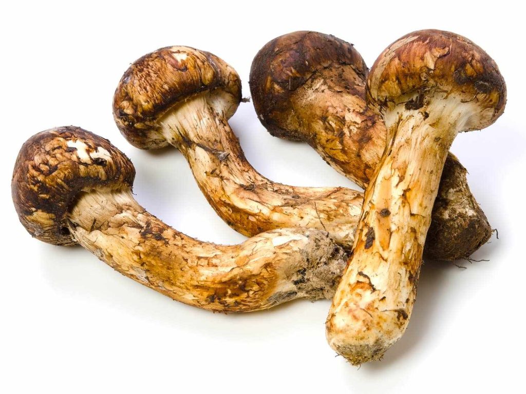 Matsutake Mushrooms uk