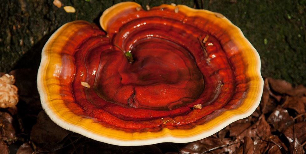 Reishi Mushrooms uk