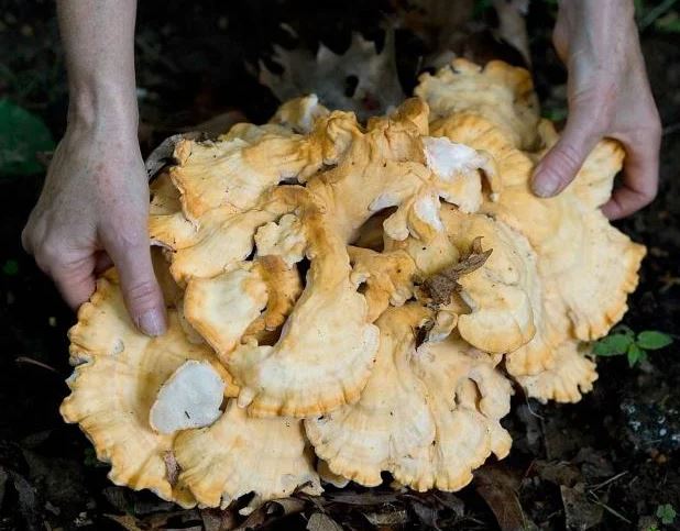 Chicken Of The Woods Mushrooms uk