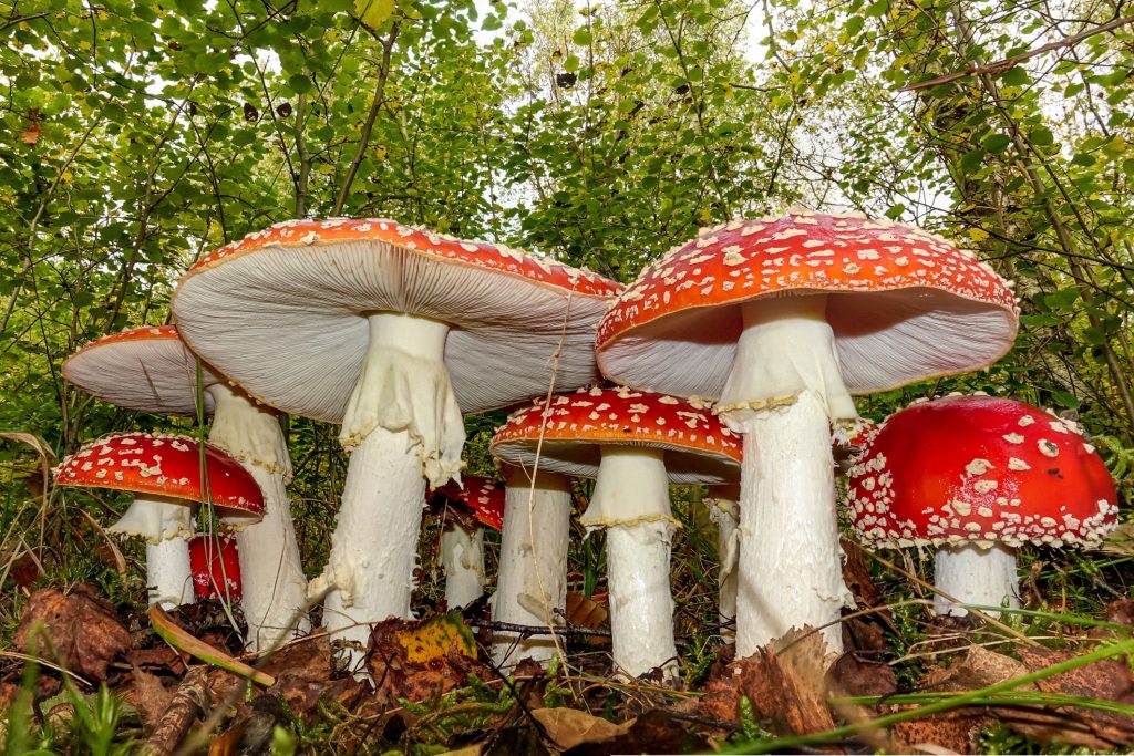 Amanita muscaria