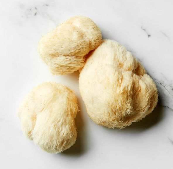 Lion’s Mane Mushroom uk